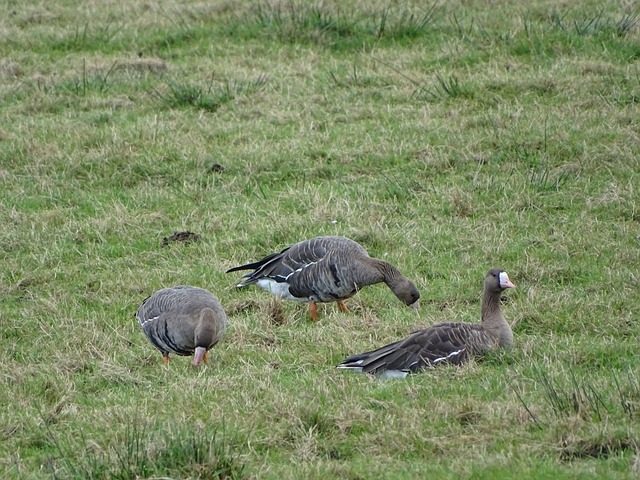 术能力为球 术能力为球